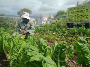 SA Harvest Launches Virtual Food Pantry for GivingTuesday 2024